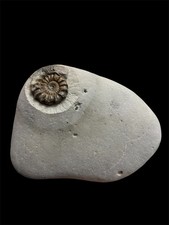 Ammonite Oistoceras Fossil -