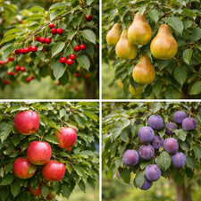 Popular 3ft fruit tree - 3ft fruit,