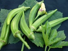 5x Okra Clemson's Spineless