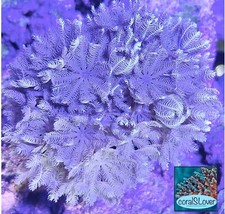 Live Saltwater Aquaculture