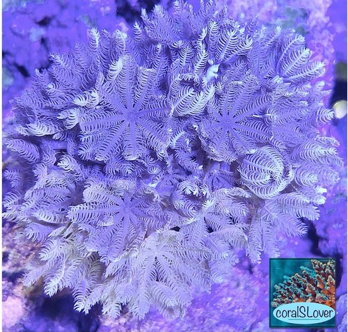 Live saltwater aquaculture - live,
