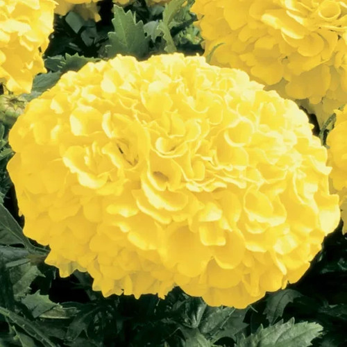 Dwarf african marigold f1 - 24,