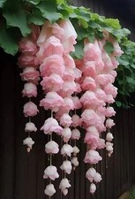 Imported Weeping begonia