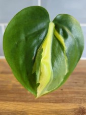 Philodendron Scandens Brasil Sweetheart, Single Leaf Cutting