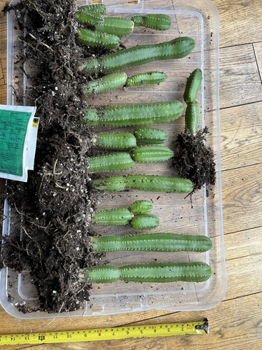 Echinopsis regional form - t,