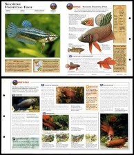 Siamese Fighting Fish #3 Fish - Wildlife Explorer Fold-Out Card