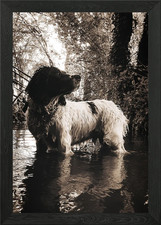 English Springer Spaniel