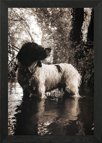 English springer spaniel - springer,