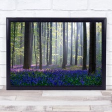 Bluebells Blue Purple Tree Woods Forest Trunks Flower Wall Art Print
