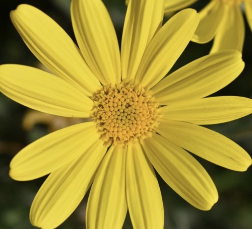 Euryops pectinatus 9cm - pectinatus,