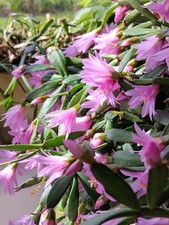 Easter Rose Cactus -