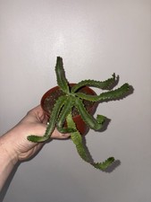Euphorbia Stellata | caudex succulent plant in 10.5cm pot - Rare
