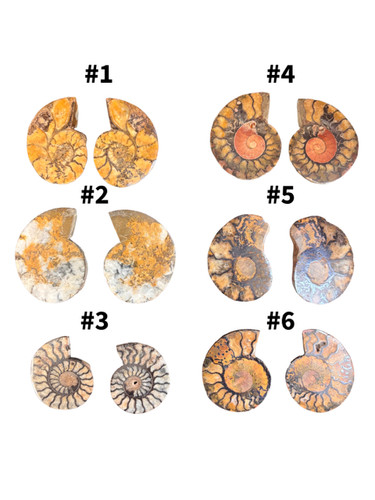 Authentic polished ammonite - authentic,