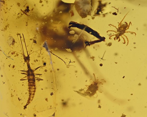Osmylus fulvicephalus