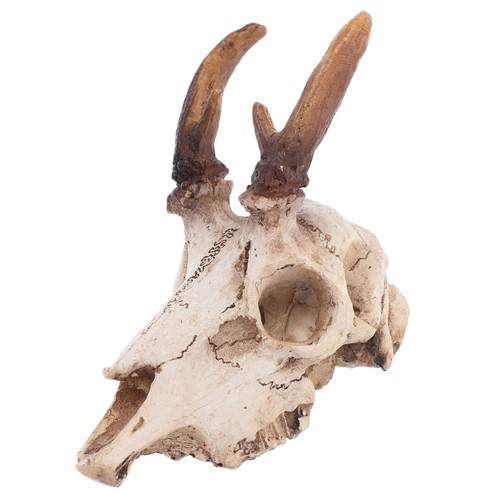 Skull decor aquarium - decor, ornaments