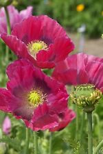Flower - Poppy - Papaver -