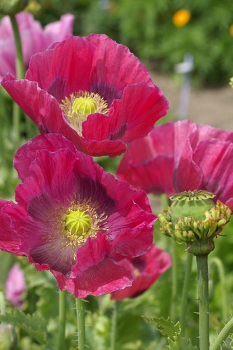 Flower poppy papaver - -,