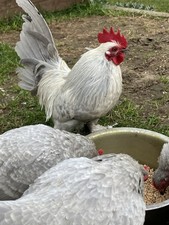 6 x Lavender Millefleur Bantam