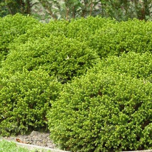 Hebe green mound vibrant - green,