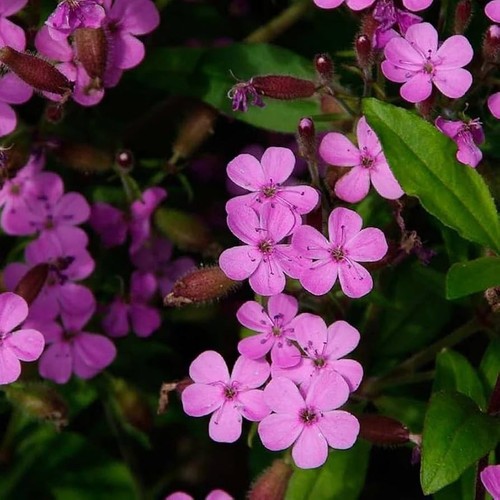 Saponaria soapwort tumbling - x3,