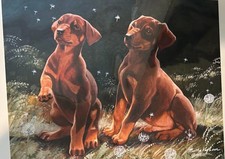 Doberman Pinscher Puppies  ltd