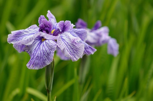 Iris ensata activity - ensata, 'activity'