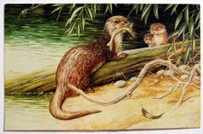Postcard - OTTER by DAVID