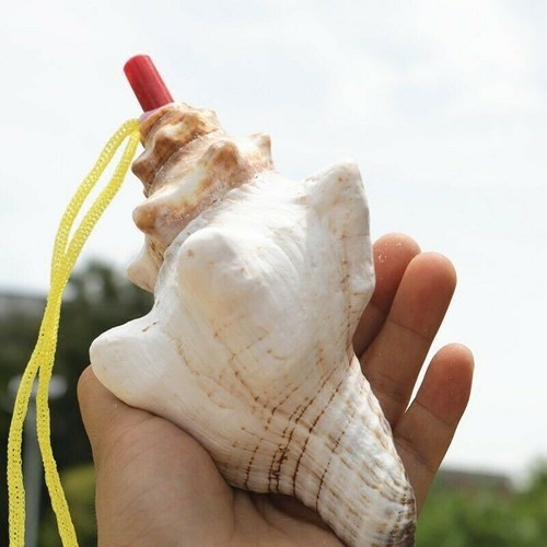 Natural conch horn - natural,