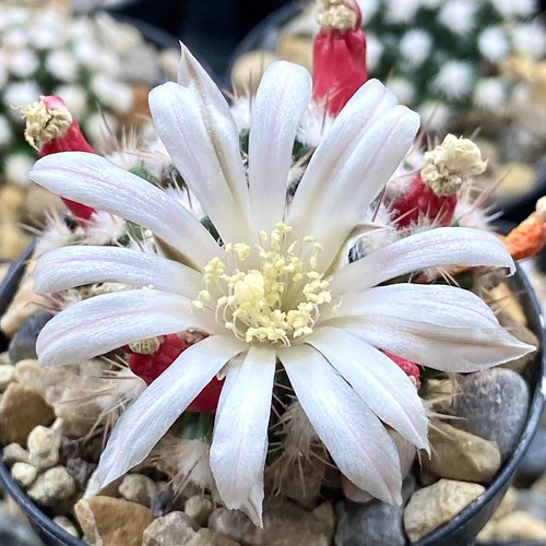 Mammillaria coahuilense 127 - coahuilense, ps
