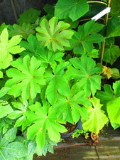 5litre size Rice Paper Plant Tetrapanax rex - 30inch inc. pot, 1ft trunk