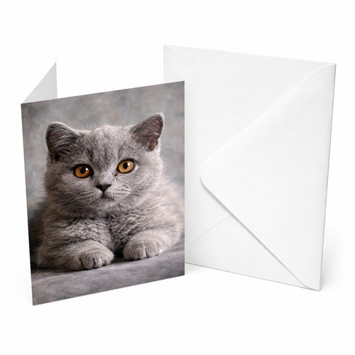 British shorthair cat a5 - british,