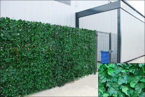 Welsh green screen - welsh, ivy