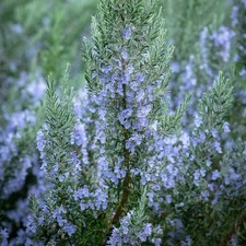6 Rosemary Foxtail Herb Plug