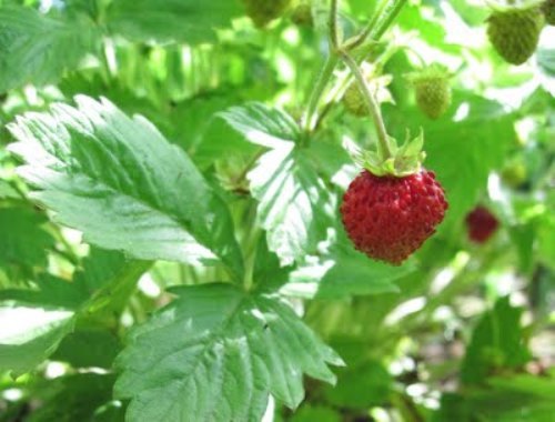 Strawberry alexandria 80 - strawberry,