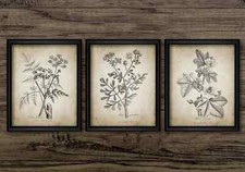 Botanical Print Set of 3