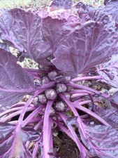 Vegetable Brussel Sprout Red