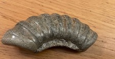 Stone Ammonite Fossil Jurassic Coast Charmouth Dorset UK 8cm