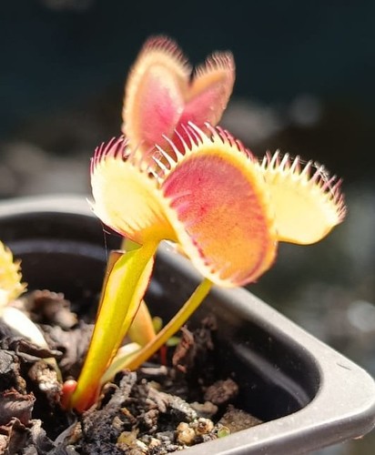 Venus flytrap dionaea - flytrap, (dionaea