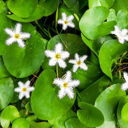 Nymphoides taiwan live - nymphoides,