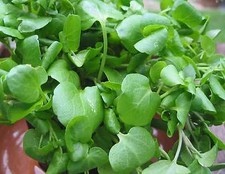 HERB  WATERCRESS NASTURTIUM OFFICINALE  1.5 GRAM ~ APPROX 6900 SEEDS