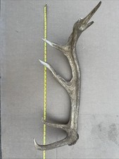 Deer Antler Very Large Naturally Shed