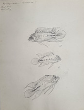 Original Drawing by Marcel Bourgeois 1950 Apistogramma corumbae Attributed 27x21 cm