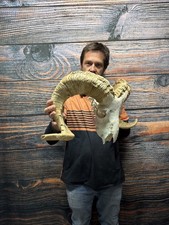 Ram Sheep Skull Mount Cabin