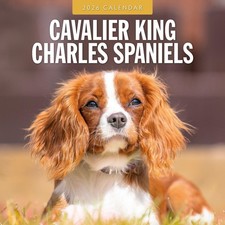 Cavalier King Charles Spaniels