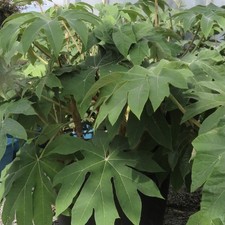 Tetrapanax papyrifer Rex | Chinese Rice | Paper 10 Litre Pot