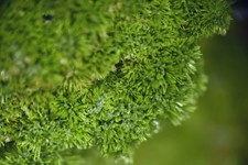 Pyromorphite from Old