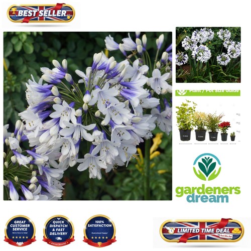 Vibrant african blue lily - vibrant,