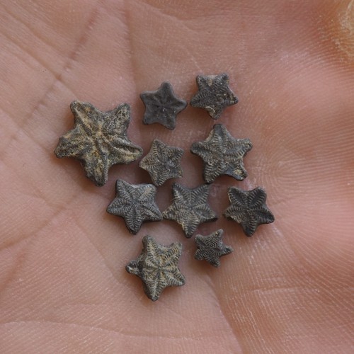 Pcs fossil crinoid - 10,