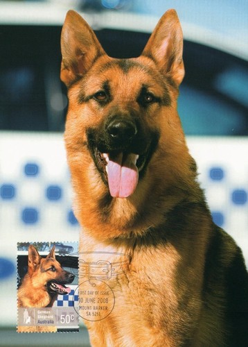 2008 police dog - dog, german
