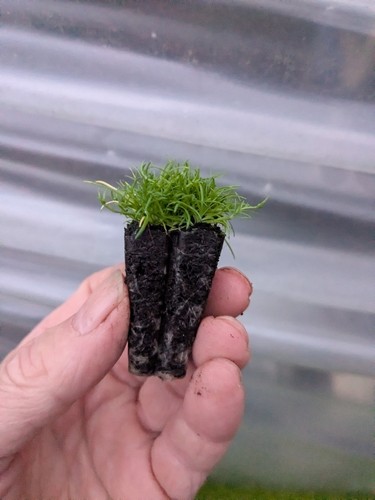Sale 48 x - sale, moss